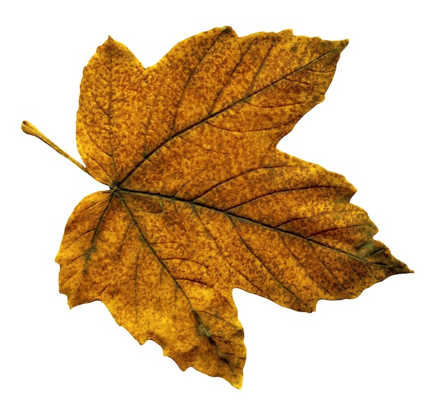 Colorful autumn maple leaf isolated