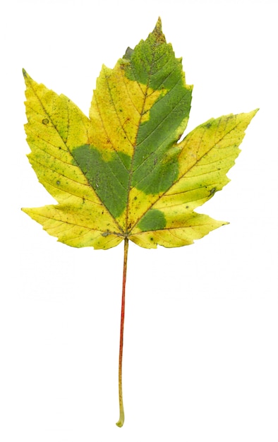 Photo colorful autumn maple leaf isolated