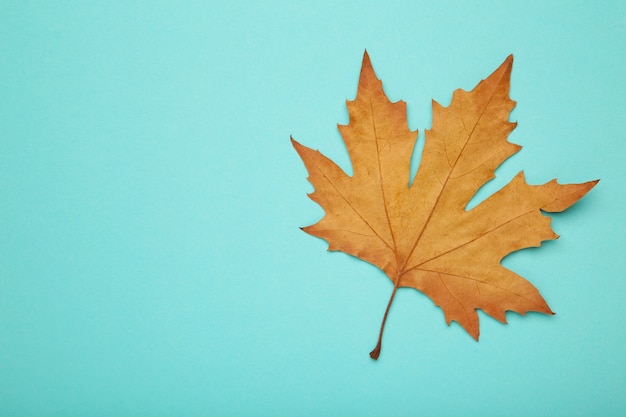 Colorful autumn maple leave on blue