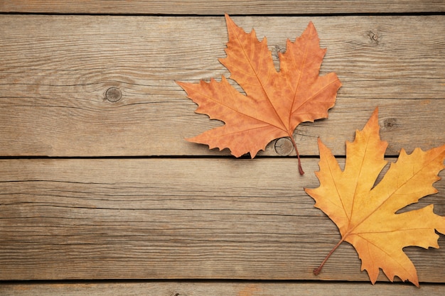 Foglie di acero autunno colorato su sfondo grigio con spazio di copia.