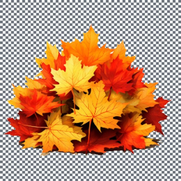 Colorful autumn maple leaves isolated on transparent background