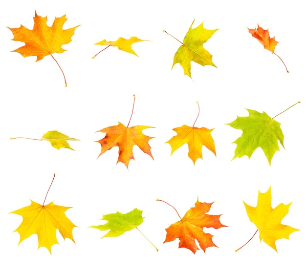 Colorful autumn maple leaves isolated on white background.