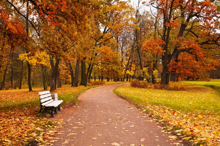 Photo colorful autumn maple trees fallen leaves path bench in park