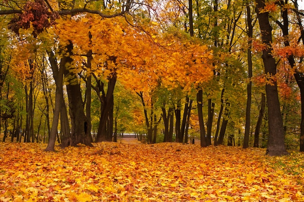 Colorful autumn maple trees in park