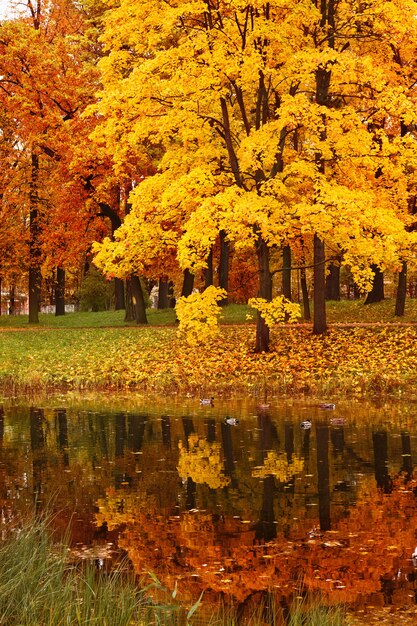 Colorful autumn maple trees in park