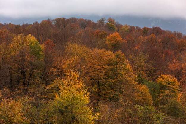 Colorful autumn mountain forest in cloudy weather