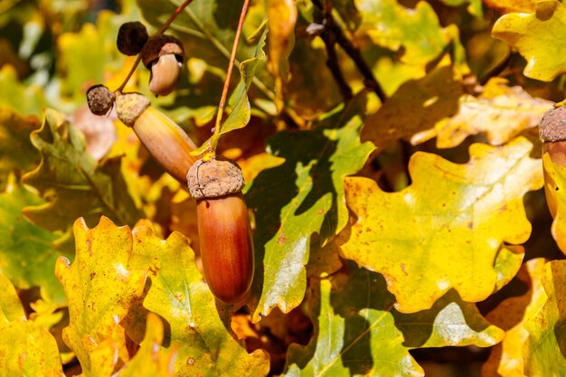 Colorful autumn oak leaves and acorns on the branch of oak tree\
in the forest