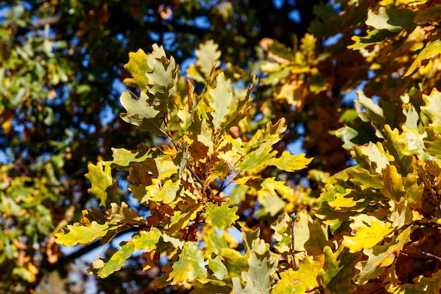 Colorful autumn oak leaves on the branch of oak tree in the forest