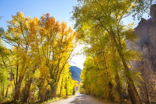 Colorful Autumn scene on countryside road in the forest