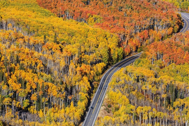 森の中の田舎道のカラフルな秋のシーン