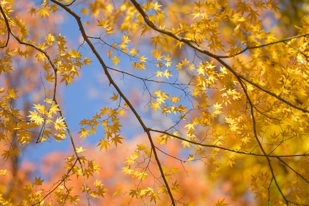 Colorful Autumn Season,autumn on during mist and sunrise ,Japan