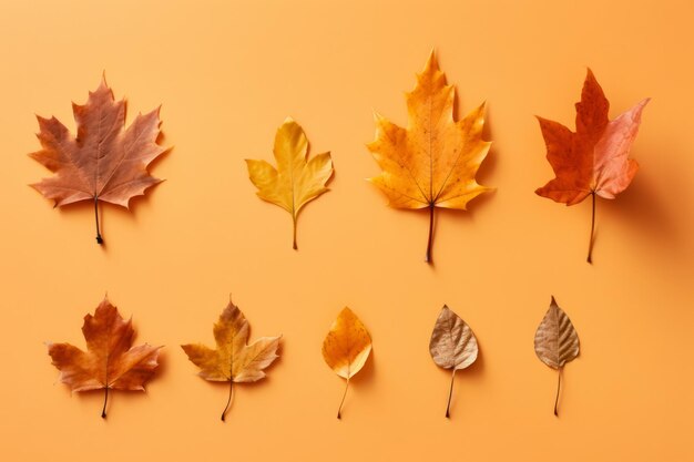 Colorful autumn set of leaves arranged on a bright orange background