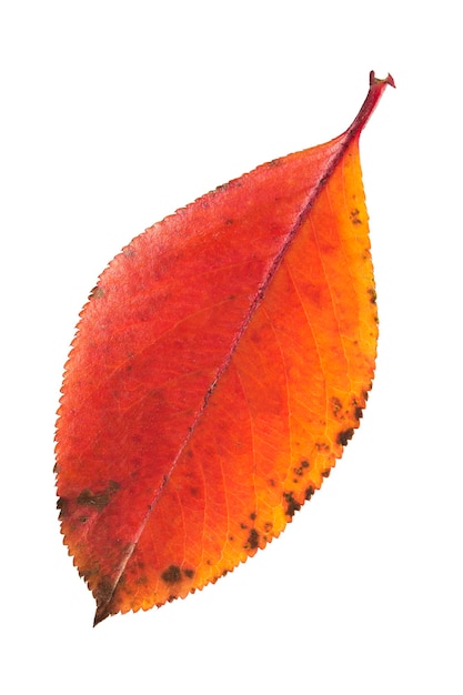 Colorful autumn snowberry leaf isolated over white