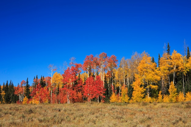 Alberi di autunno variopinti nella foresta nazionale di dixie