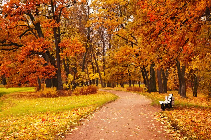 Photo colorful autumn trees in park