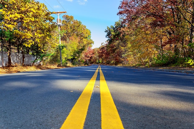 Colorful autumn trees with fallen leaves on a winding country road