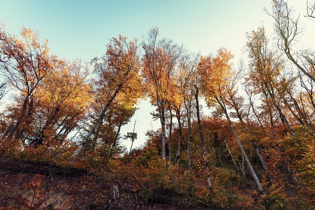 Colorful autumn trees