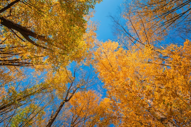 Colorful autumn treetops in fall forest with blue sky