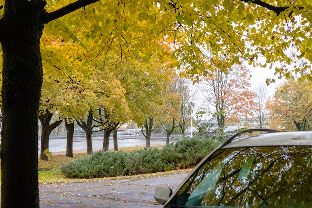 Colorful autumn view through tree leaves with car windshield in the corner