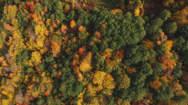 화려한 가을