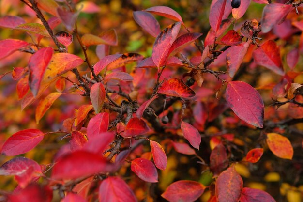 붉은 잎이 있는 화려한 단풍 배경은 여러 가지 빛깔의 단풍 Cotoneaster lucidus를 닫습니다.