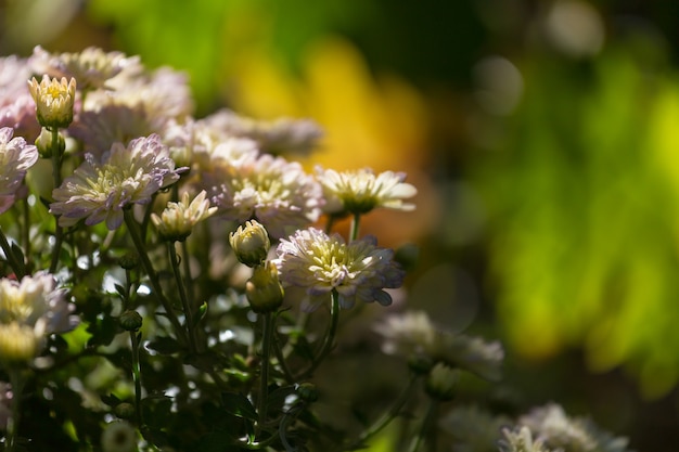 Colorful autumnal chrysanthemum in the garden