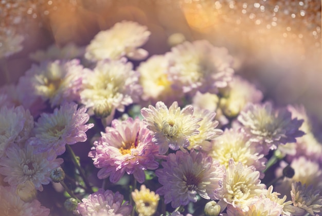 Colorful autumnal chrysanthemum in the garden