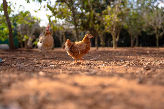 Foto piccolo pollo colorato che cammina sul suolo in libertà