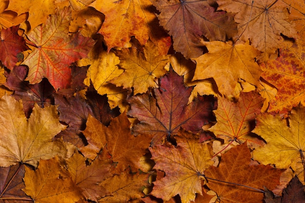 Colorful background of autumn maple leaves Warm colors of autumn