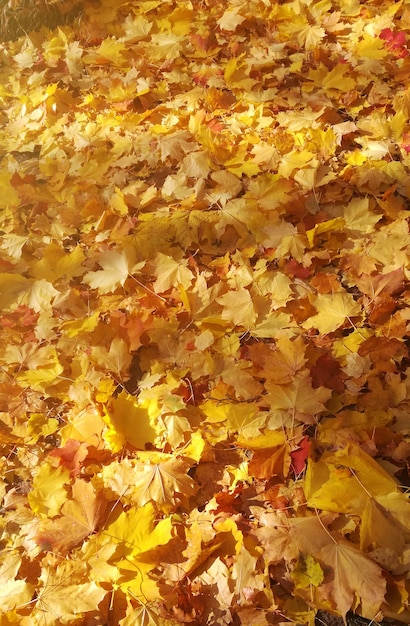 Colorful background of fallen autumn maple leaves