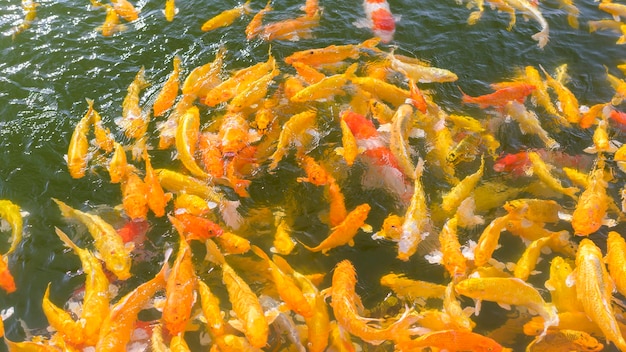 鯉のカラフルな背景水に泳ぐ鯉の美しいカラフルな背景