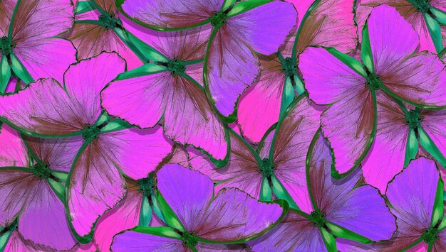 A colorful background with purple and green feathers