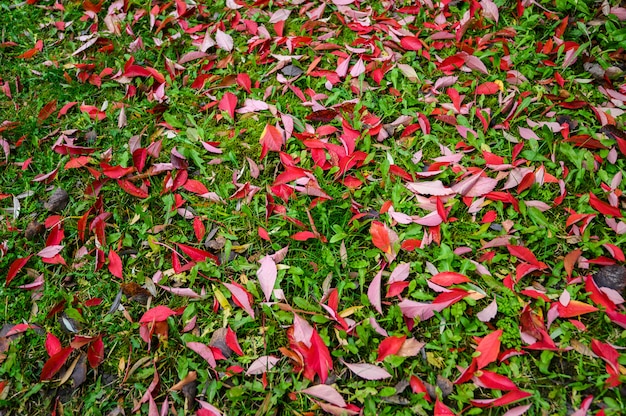 Colorful backround image of fallen autumn red leaves
