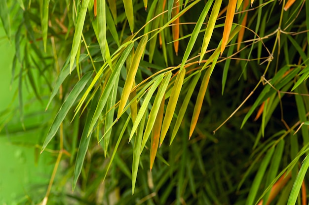 Colorful bamboo leaves shallow focus for background and wallpaper