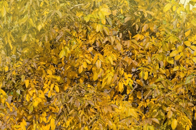 落ち葉のカラフルな美しい背景地面に横たわる紅葉日当たりの良い秋の背景