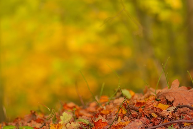 Colorful beautiful background of fallen leaves Yellow orange red leaves falling Falling autumn leaves