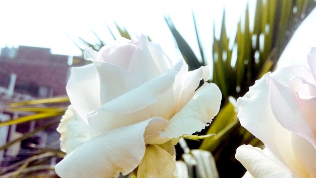 A colorful, beautiful, delicate rose in the garden