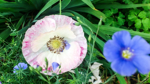 Colorful beautiful flowers blooming in garden, Siberia, Russia.