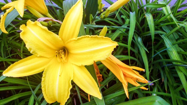 Colorful beautiful flowers blooming in garden, Siberia, Russia.