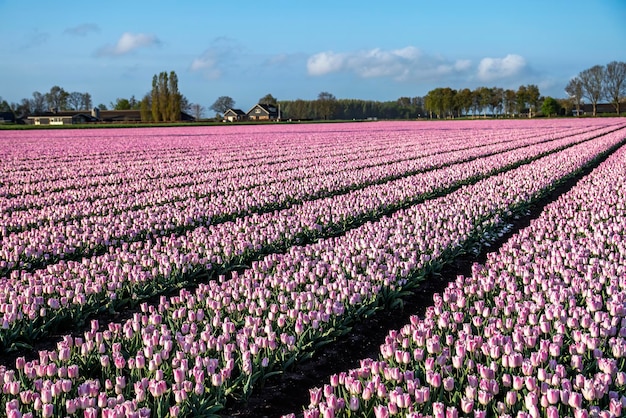 a colorful bed of pink Dutch tulips.