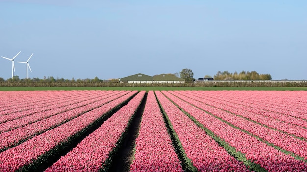 A colorful bed of pink Dutch tulips.