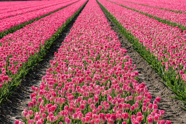 A colorful bed of pink Dutch tulips.