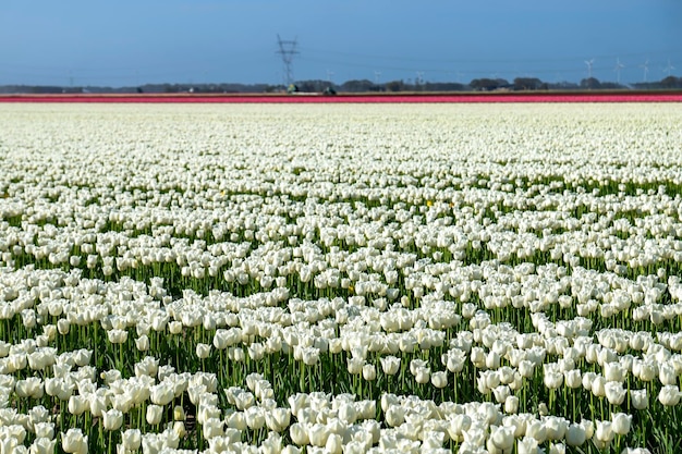 a colorful bed of white Dutch tulips.