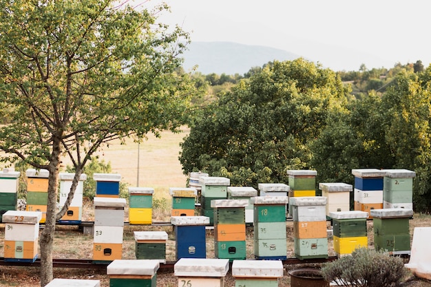 Colorful bee hives with green trees