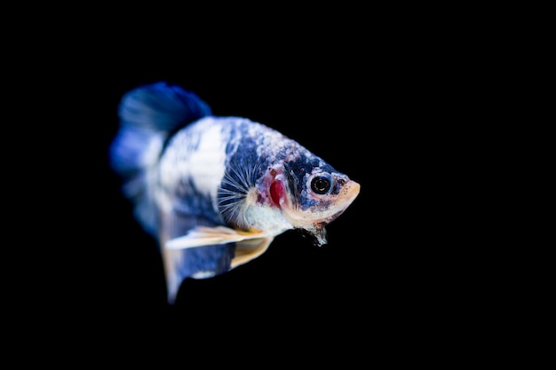 黒の背景にカラフルなベタの戦いの魚