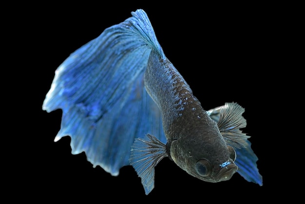 Colorful betta fish in black background