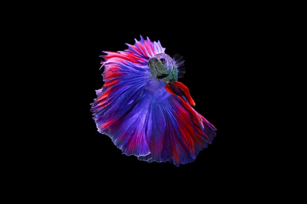 Photo a colorful betta fish with a black background