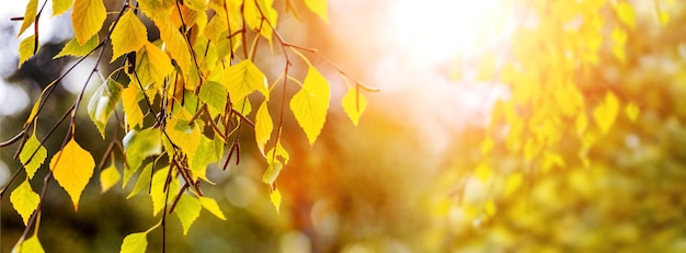 Foglie di betulle colorate su un albero nella foresta autunnale su uno sfondo sfocato