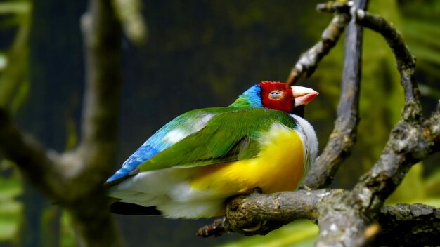 Colorful bird amazilia tzacatl photo