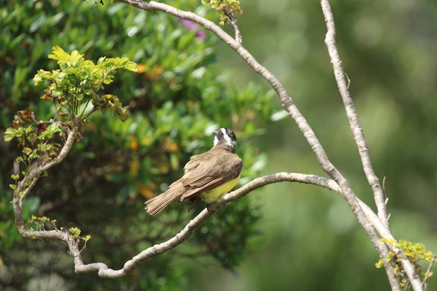 Colorful bird on branch